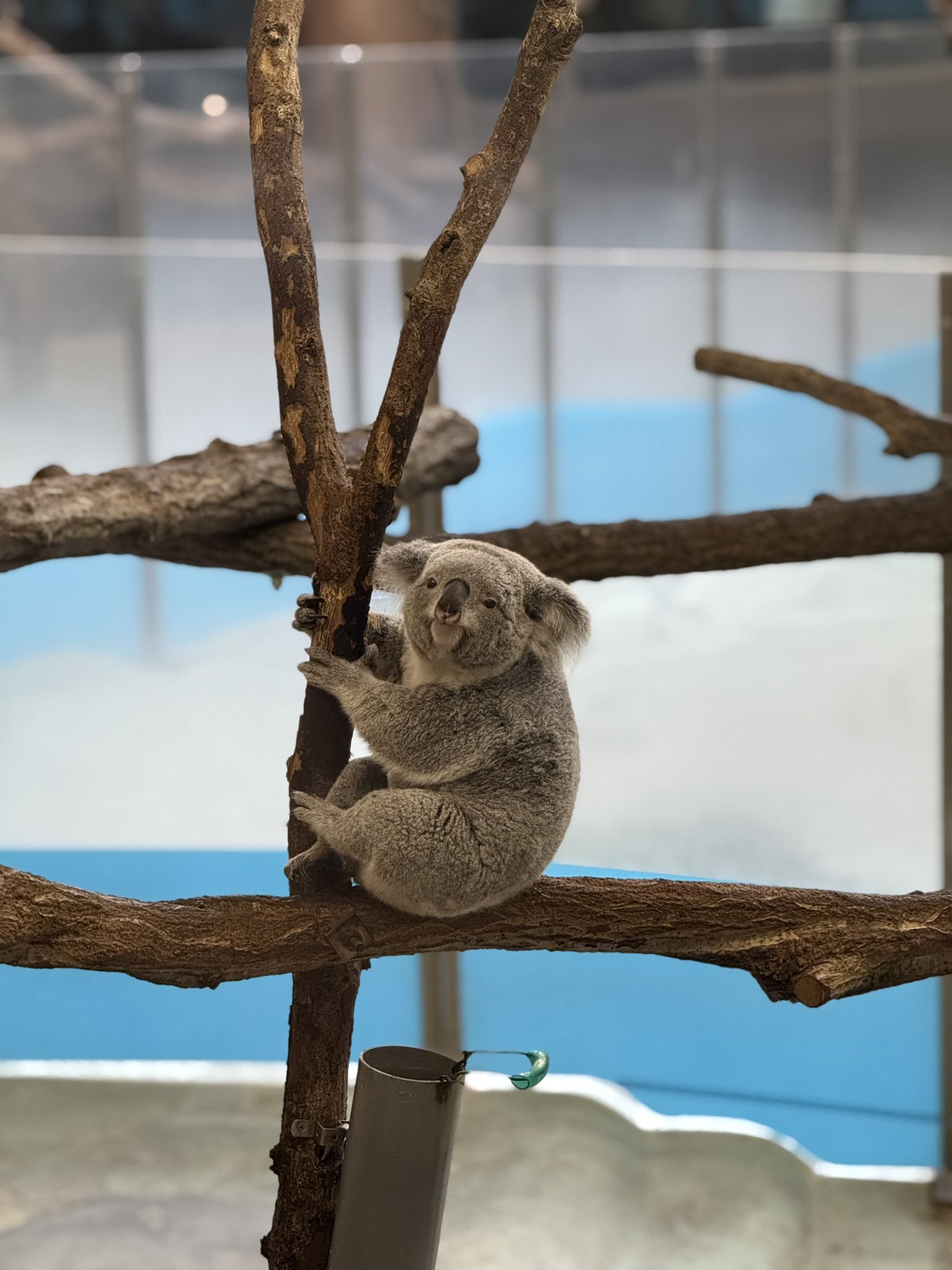 動物と共に…… えむ on X: 