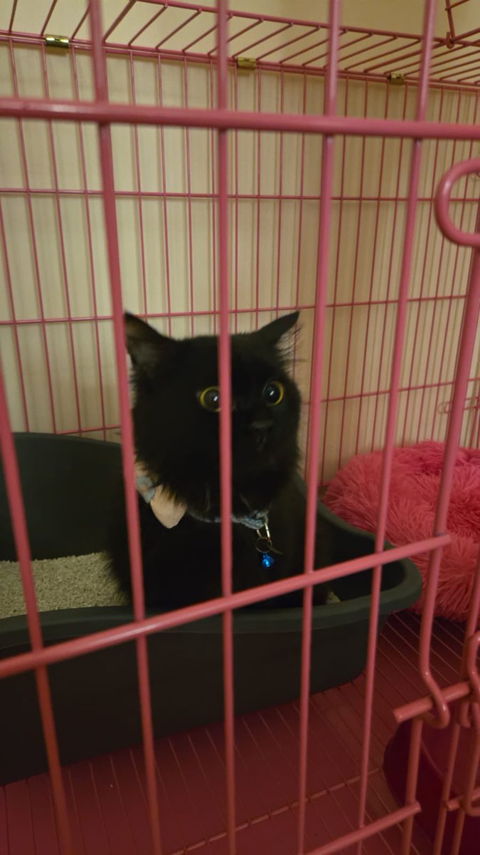 🚨🆘️🚨
من الخاص
الرياض

الاسم: لايوجد تم الانقاذ
العمر: سنه و ٣ اشهر
الجنس: انثى
الحالة الصحية: جيده 
هل الحيوان معقم/مخصي: غير معقمه
هل تم تطعيمه: لا اعلم تم الانقاذ
سبب عرضه للتبني: عدم امكانية الايواء
ملاحظات إضافية: القطه حامل
المدينة: الرياض
الحي: النخيل
رقم التواصل: