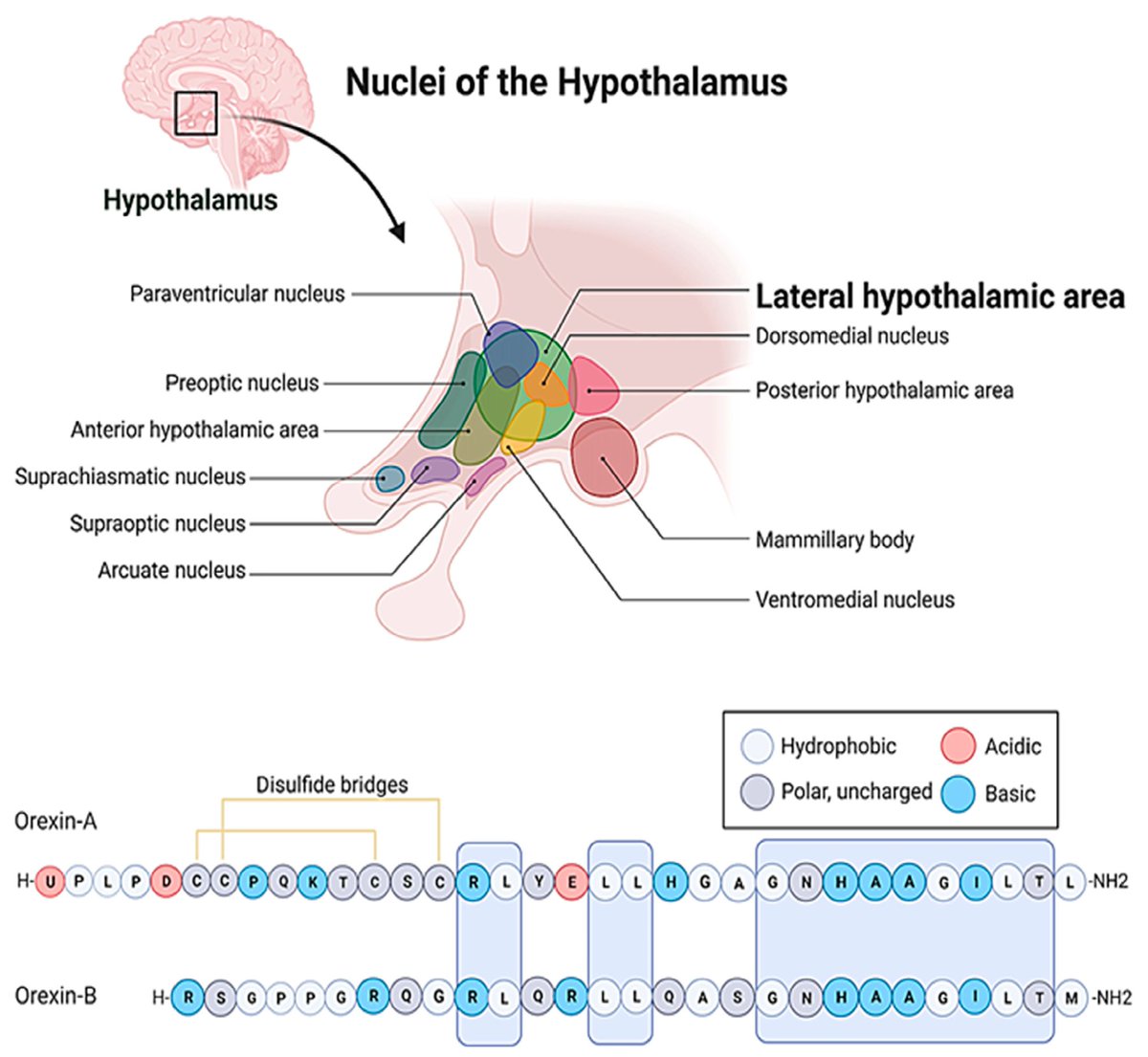 emtanaka's tweet photo. 🚨 #Orexin: shocking maestros of #Vigilance, #Stress & #Metabolism! 😱🚀Hot Paper #Award🏆 #Winner🏅reveals orexin evolution & drug prospects for brain & metabolic health🧠💊📈🌟 @Biomed_MDPI @MDPIOpenAccess #Neuroscience #Orexin #HotPaper 👉 Read: https://t.co/tTwSX4wFUf https://t.co/REialXpjgx