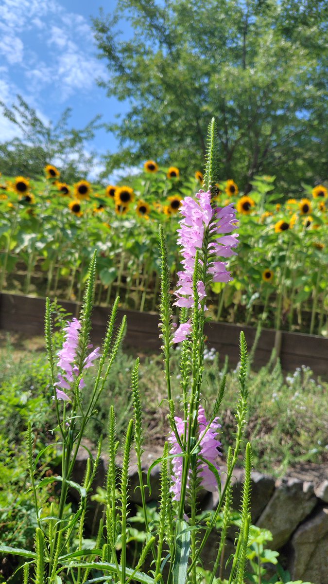 #TLを花でいっぱいにしよう