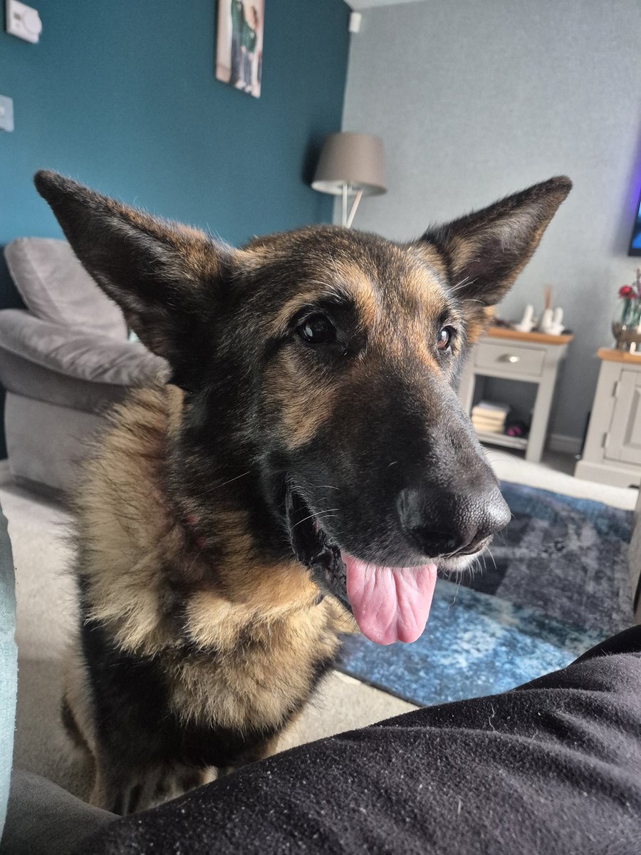 It's warm but I can still be a goofball!! Happy Tuesday everyone 💙🐾💙