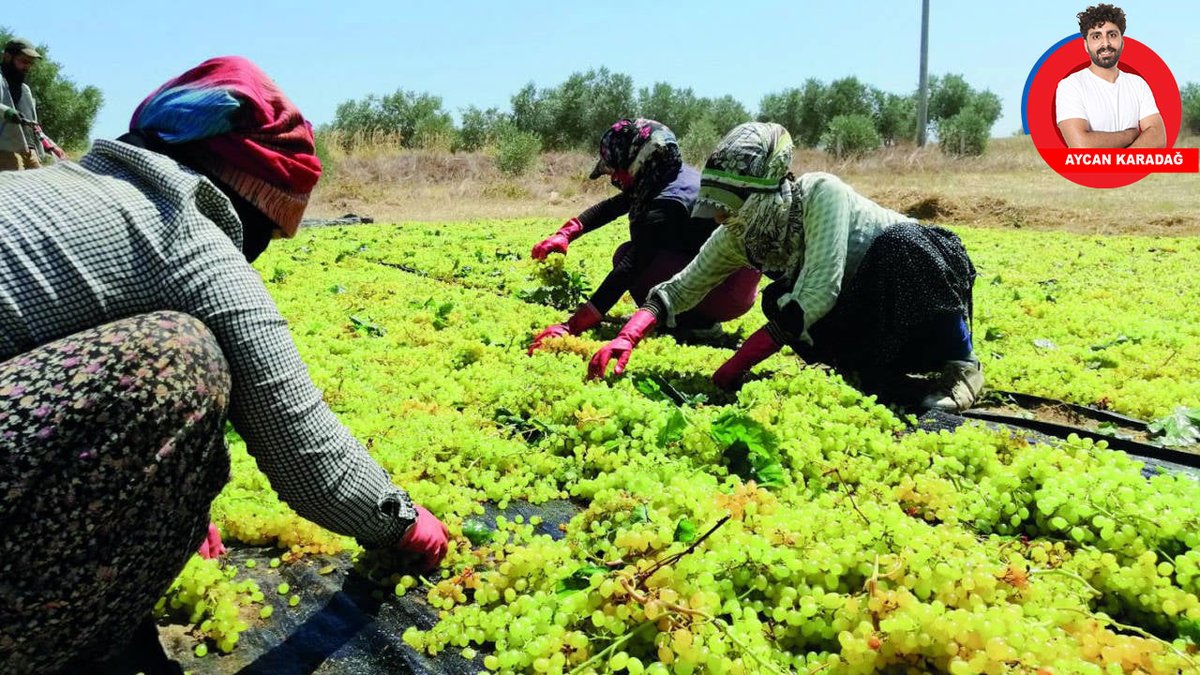 Ege’de üreticiler tarlada eziliyor

Üzüm, incir, domates hasadı sürerken üreticiler iklim krizi, maliyet baskısı ve ihracat politikaları nedeniyle gelir kaybı yaşıyor. Tarlada birkaç lira eden ürünler pazarda el yakıyor. Kazanan sadece tepedekiler oluyor
birgun.net/haber/egede-ur…