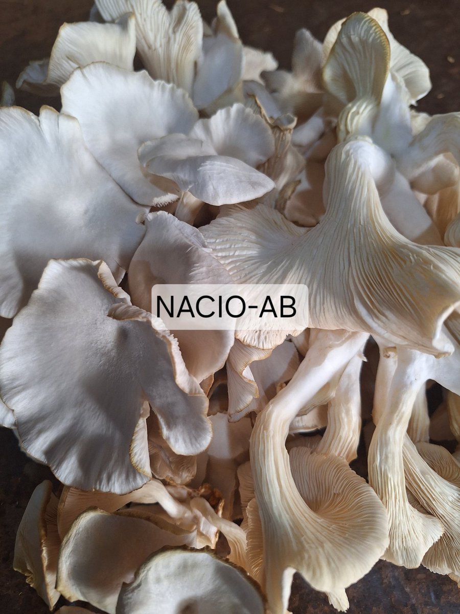 AbNacio's tweet photo. Champignon Pleurote frais disponible a consommer sans modération #mushroom #bénin #mangerbio #Africa #portonovo #champignon #Alimentation https://t.co/gsLvzCf98B