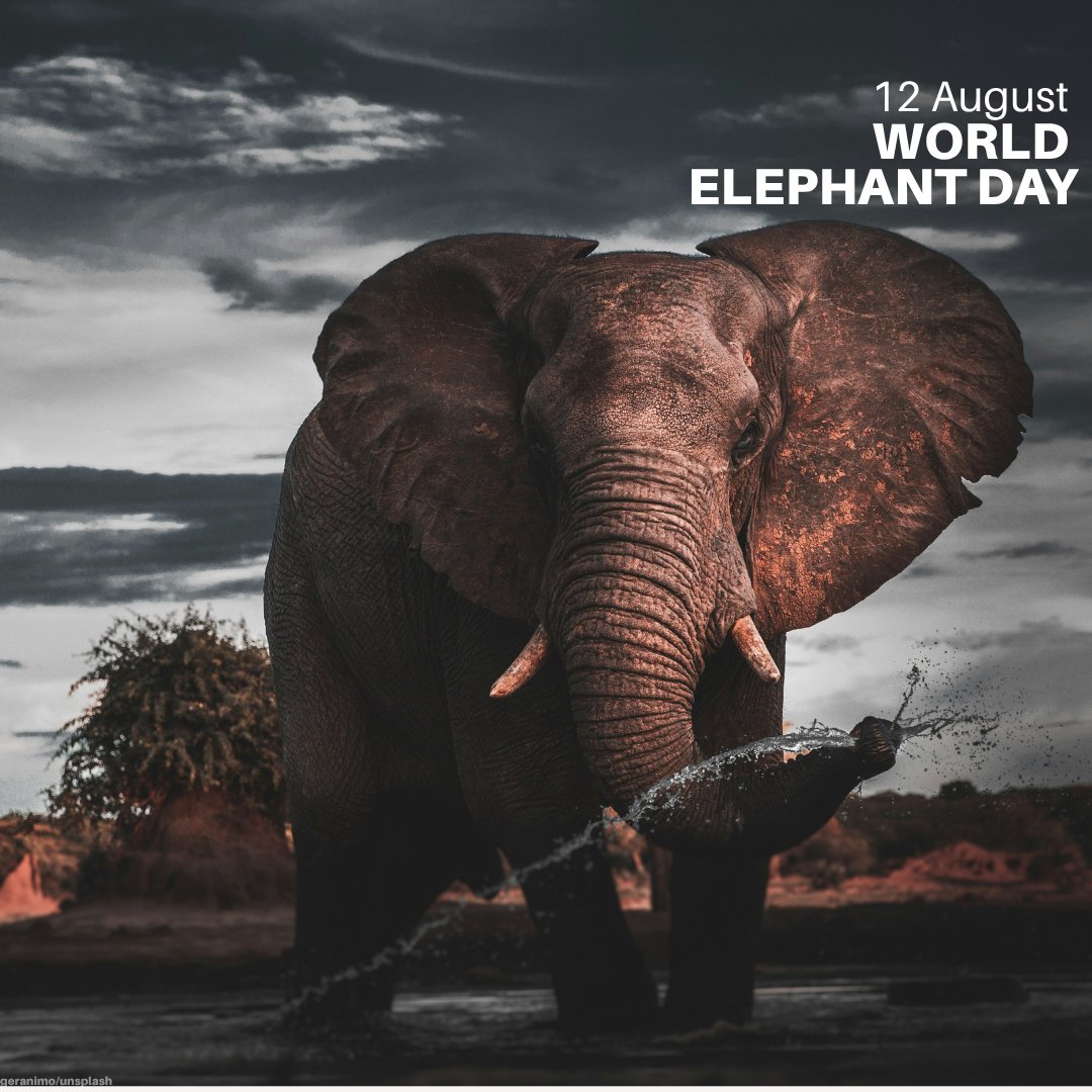 Elephants are intelligent, emotional creatures that play a crucial role in their ecosystems by germinating plants and more.

Unfortunately, they are threatened by poaching and affected by habitat loss along with human-wildlife conflict.

On this #WorldElephantDay and every day,