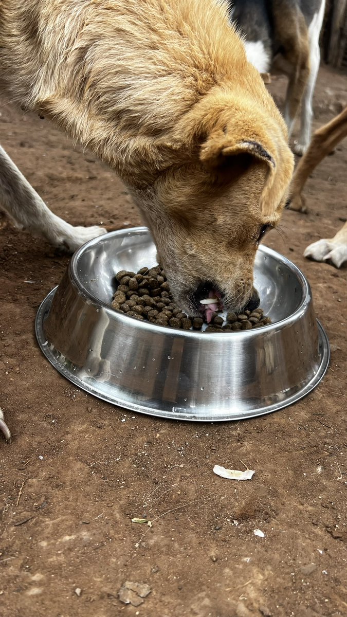 gashomuShelter's tweet photo. £203 raised so far. Only £327 to raise so we can reach our goal for this month on feeding and keeping my rescues safe.
Am grateful for all your support towards my life saving efforts for my pups 🐶 

Am still pleading for you generous support for my dogs 

https://t.co/RkOBnMnHUd https://t.co/GxbiZdKXV1