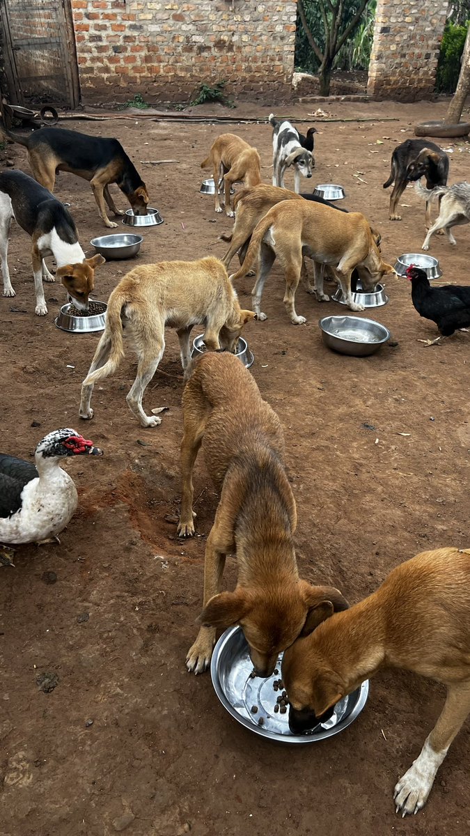 gashomuShelter's tweet photo. £203 raised so far. Only £327 to raise so we can reach our goal for this month on feeding and keeping my rescues safe.
Am grateful for all your support towards my life saving efforts for my pups 🐶 

Am still pleading for you generous support for my dogs 

https://t.co/RkOBnMnHUd https://t.co/GxbiZdKXV1