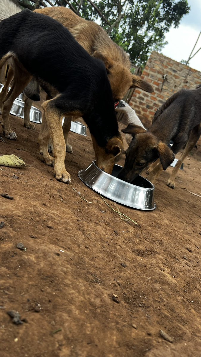 gashomuShelter's tweet photo. £203 raised so far. Only £327 to raise so we can reach our goal for this month on feeding and keeping my rescues safe.
Am grateful for all your support towards my life saving efforts for my pups 🐶 

Am still pleading for you generous support for my dogs 

https://t.co/RkOBnMnHUd https://t.co/GxbiZdKXV1