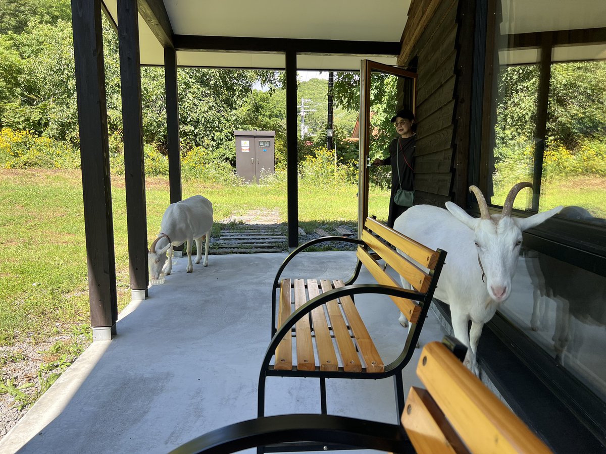 この店どーなってんだよw
🐐🐐🐐