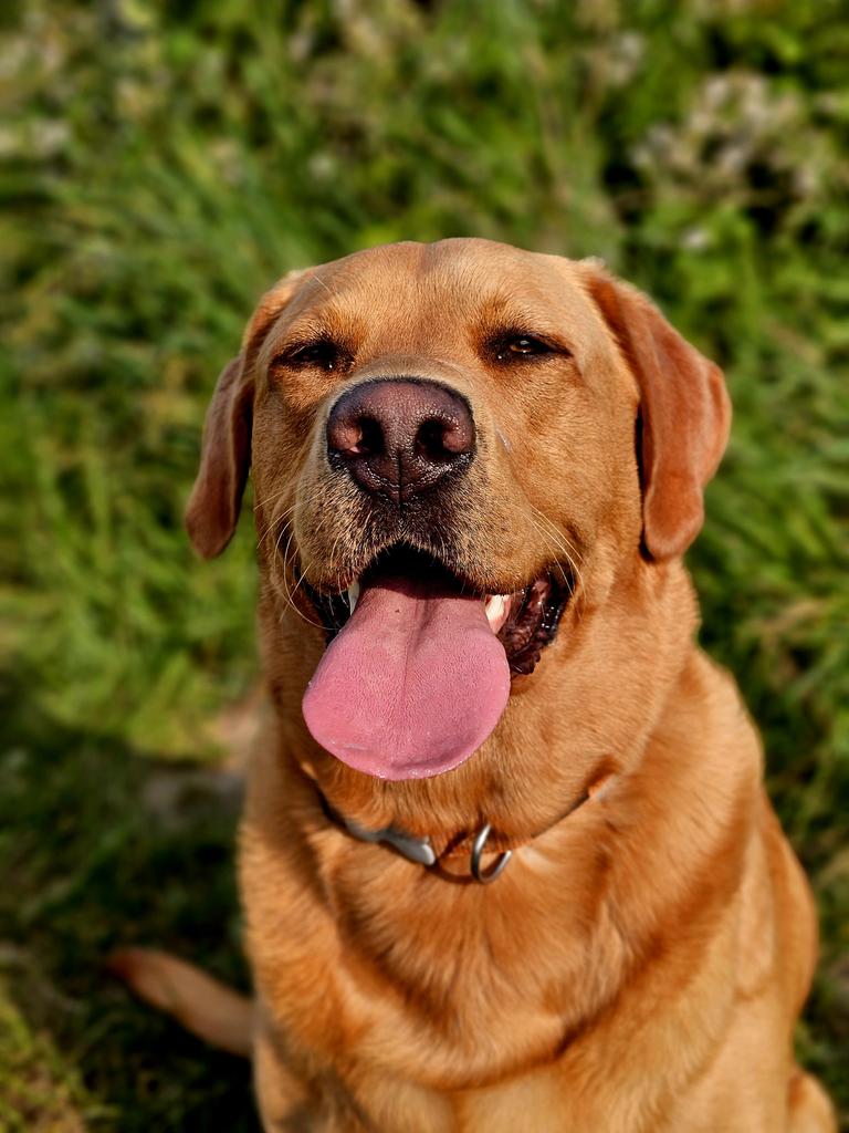 Very big tongue 👅 out Tuesday 🥰🥰
#Tongueouttuesday #Baileydaily