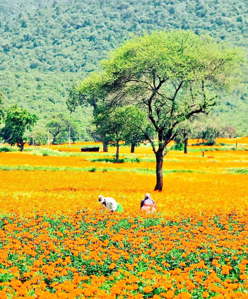 Arun50869909's tweet photo. Amazing 😍 https://t.co/2JQkvv9ujM