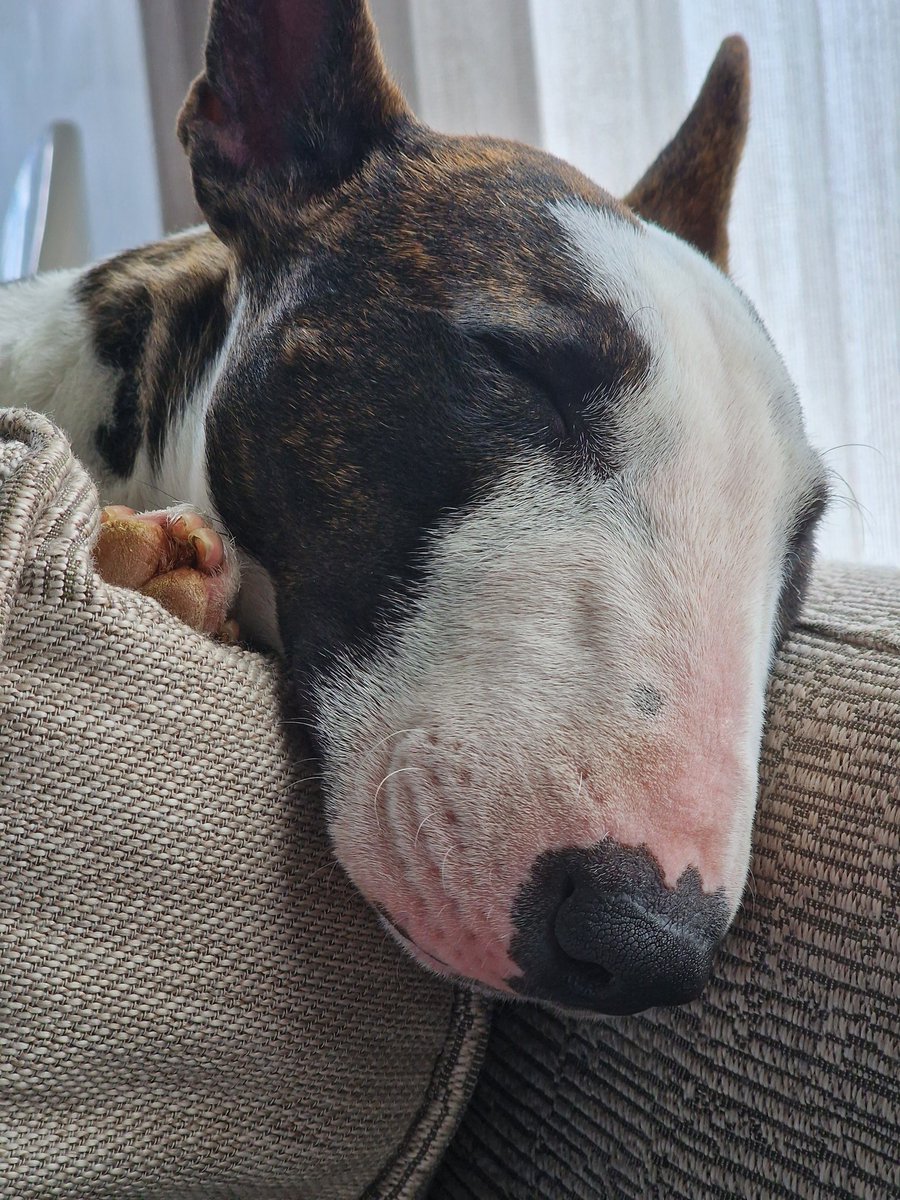 ZUNDA239605's tweet photo. #PeaceAndLove #PetLife #dogs #petlover #minibullterrier https://t.co/V4rL5PlZVr