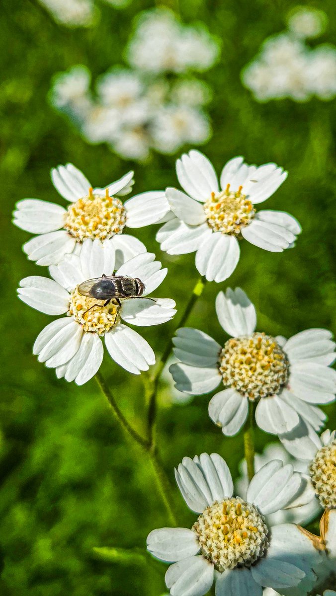 dinobreezy's tweet photo. Goodmorning everyone ☕️ Have a great Tuesday with this Sneezeweed (Achillea Ptarmica) in Dutch 🇳🇱 Wilde Bertram with visitor 💮🪰
#GoodMorningX
#TuesdayMotivation
#Sneezeweed #AchilleaPtarmica #WildeBertram #flowers #nature #groenevoet #alkmaar #photography #canon https://t.co/4NvgaV5J7h