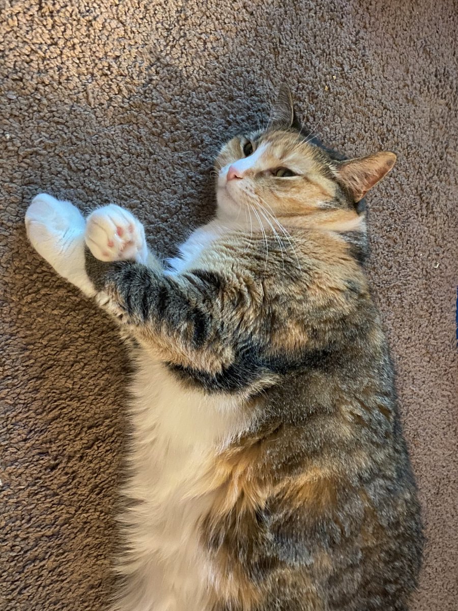 pookiepretz's tweet photo. how i feel this week https://t.co/yttUeudMvw