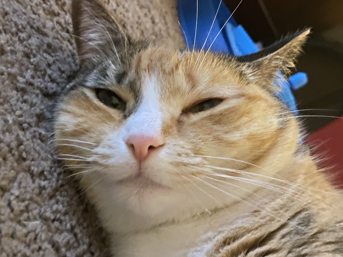 pookiepretz's tweet photo. how i feel this week https://t.co/yttUeudMvw