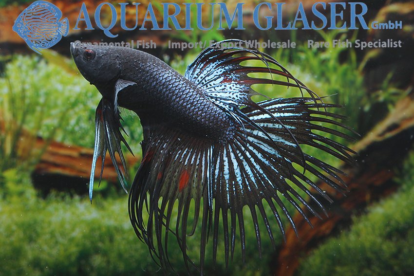 aquariumglaser's tweet photo. #Betta #splendens #Crowntail #Black #Orchid
find more details and pics @ https://t.co/kgExUnuDLM https://t.co/nfP0vvhmnt