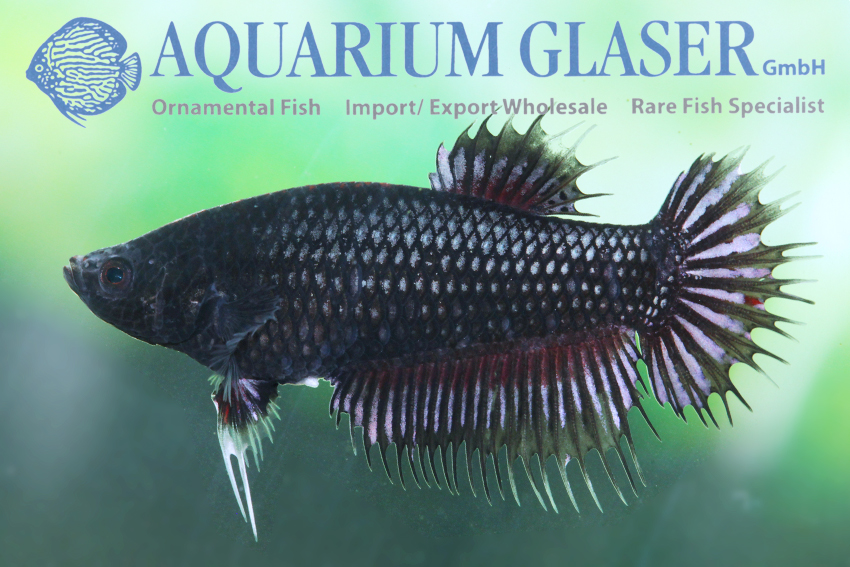 aquariumglaser's tweet photo. #Betta #splendens #Crowntail #Black #Orchid
find more details and pics @ https://t.co/kgExUnuDLM https://t.co/nfP0vvhmnt