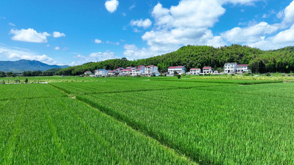 HolaSanming's tweet image. 😍🌾🌾As autumn begins, the late rice fields are lush and green, with gentle waves rippling through them. 💚
The scene in Jianxing county, Sanming, Fujian, is full of vitality! ❤️ 🥰
#RiceFields #Green #Sanming @RefreshingFujian
@libelula_group @iloveguizhou @goyunnanchina