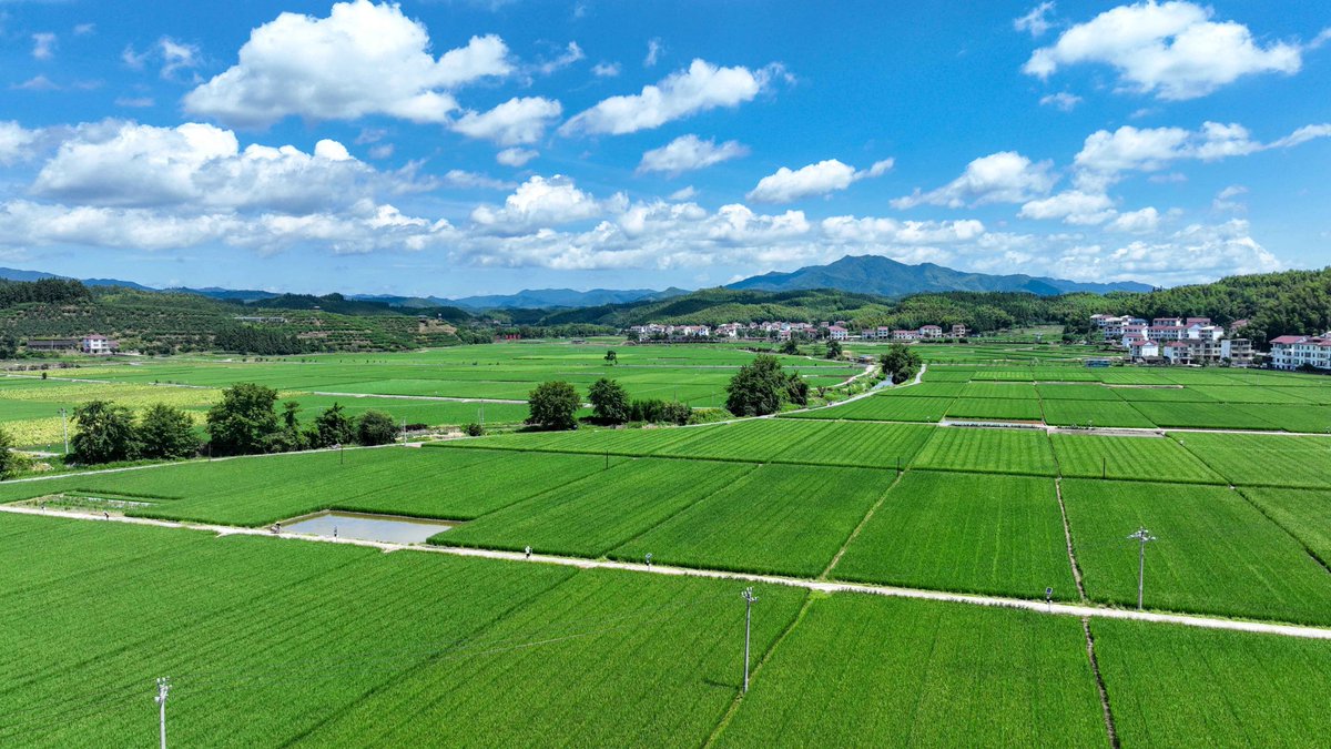 HolaSanming's tweet image. 😍🌾🌾As autumn begins, the late rice fields are lush and green, with gentle waves rippling through them. 💚
The scene in Jianxing county, Sanming, Fujian, is full of vitality! ❤️ 🥰
#RiceFields #Green #Sanming @RefreshingFujian
@libelula_group @iloveguizhou @goyunnanchina