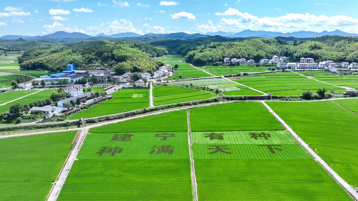 HolaSanming's tweet image. 😍🌾🌾As autumn begins, the late rice fields are lush and green, with gentle waves rippling through them. 💚
The scene in Jianxing county, Sanming, Fujian, is full of vitality! ❤️ 🥰
#RiceFields #Green #Sanming @RefreshingFujian
@libelula_group @iloveguizhou @goyunnanchina