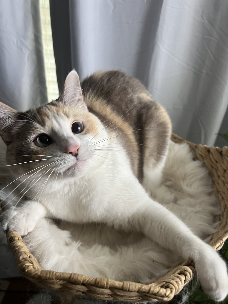 Panko A. Cat’s Mom tweet media