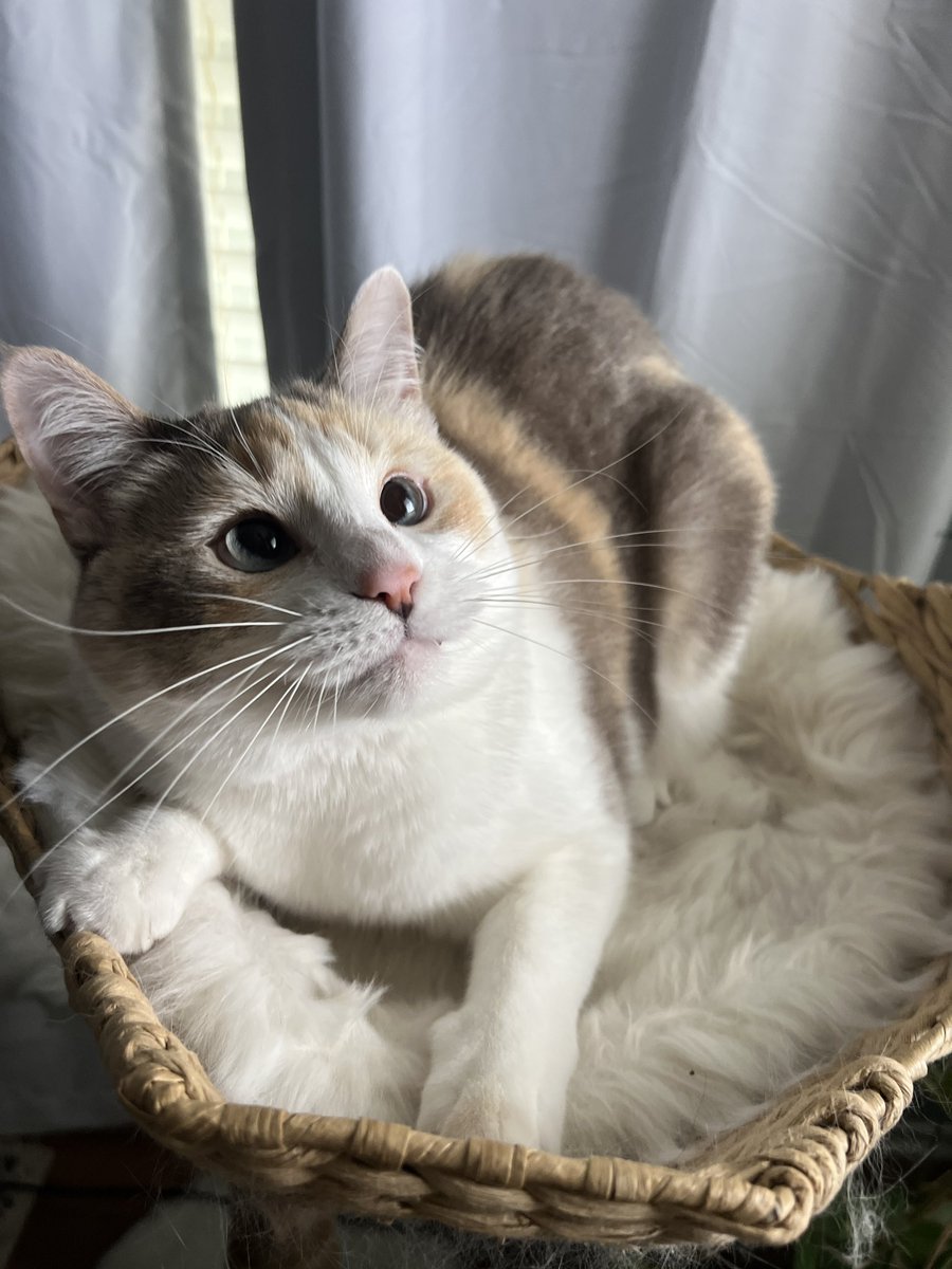 Panko A. Cat’s Mom tweet media