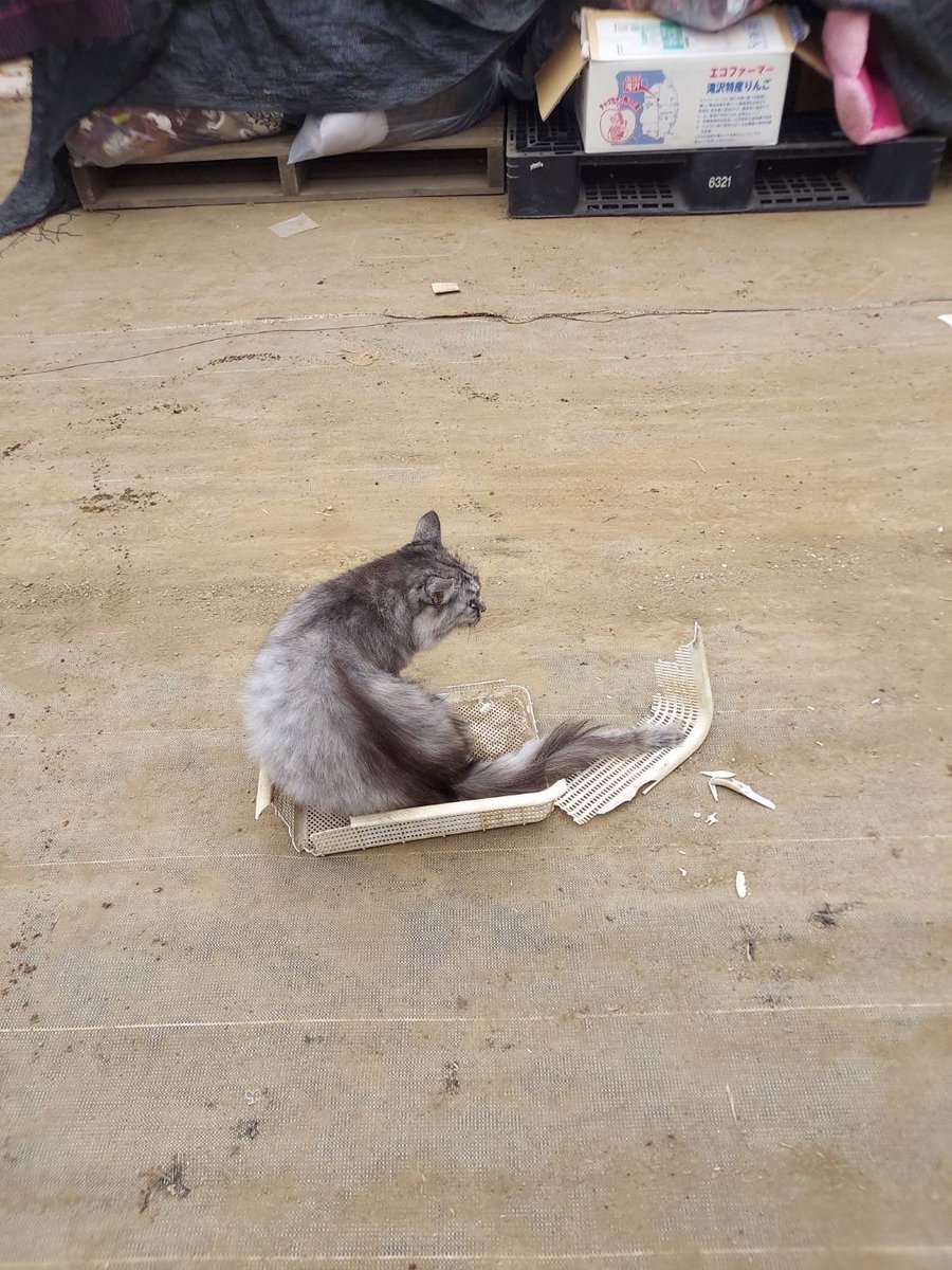 外で寝る用のお気に入りのカゴを
壊してしまい
無言の圧をかけられてる…ごめんやで…