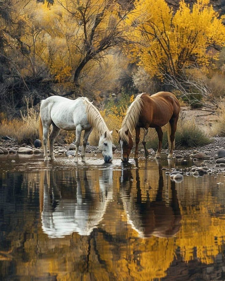 Nature Beauty (@naturebeautyh) on Twitter photo 