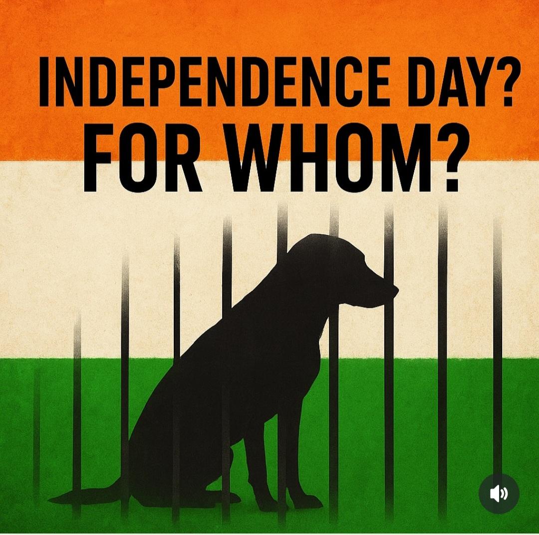 DarPallavi's tweet image. As v celebrate 78 years of freedom, r beloved community dogs are about 2 lose theirs. Yesterday&apos;s order by the @indSupremeCourt wants them 2 vanish, 2 be relocated 2 unknown shelters that do not exist and b &apos;cared for&apos; in infrastructures they have no budget 4. #SaveDelhiNCRDogs