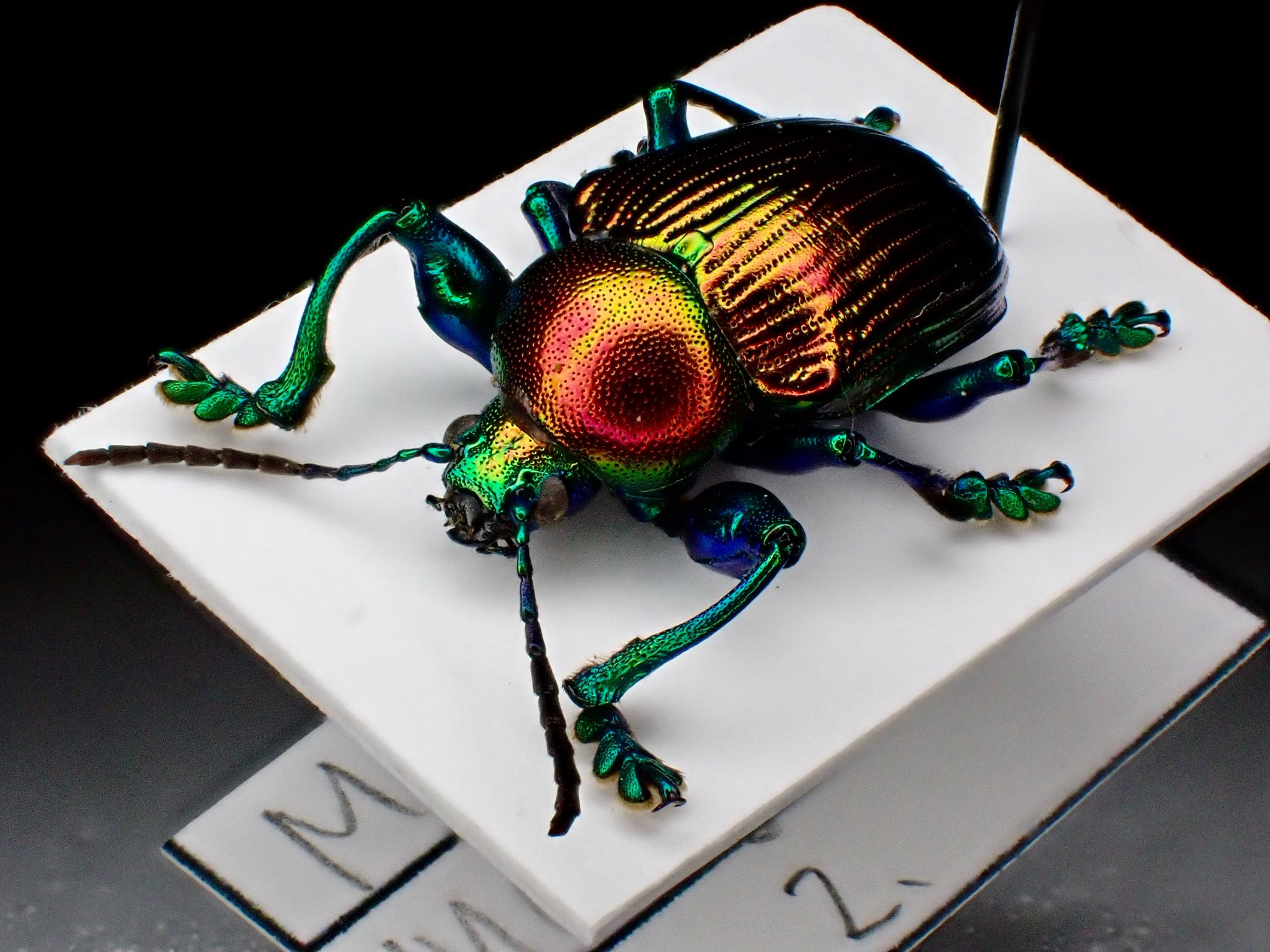 激レア　青いクリスマスビートル　昆虫標本　虫 激レア 青いクリスマスビートル 昆虫標本 虫 オーストラリア産