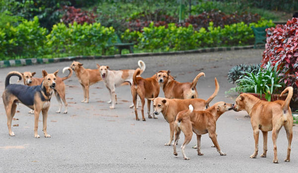 SHOCKING NEWS 🚨 National-level para-athlete among 2 dead after being bitten by a stray dog in Odisha 😳

HUGE loss for the nation !!

The dog went on a biting spree attacking six people. Dog also bite some students who were on the way to school 😱

Stray dogs need to be sent to