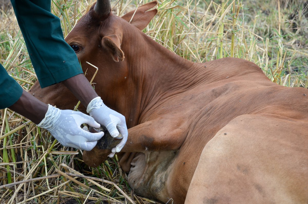 FAOUganda's tweet image. Transboundary animal diseases like #FMD, #PPR continue to blight #livestock productivity in #Karamoja.
  
With @EUinUG's support, together with @MAAIF_Uganda &amp;amp; Karamoja's 9 #DLGs, we're testing for these diseases to evaluate the level of burden. Findings to inform interventions.