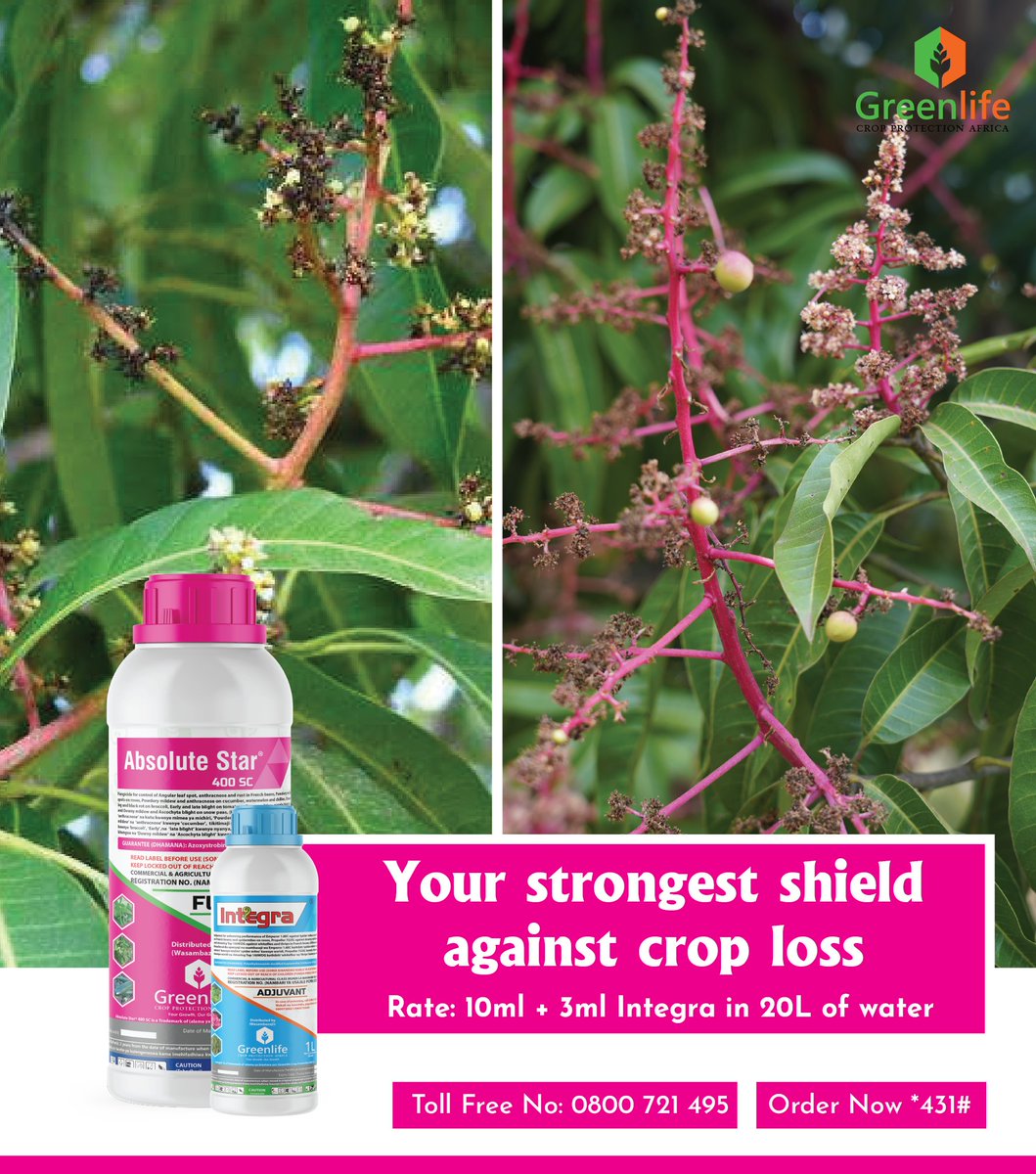 Fruit losses are profit losses.
Powdery mildew and anthracnose are not random misfortunes they are preventable diseases that attack mangoes and avocados, often before symptoms are visible.
Your investment, time, and hard work deserve full protection.
ABSOLUTE STAR 400 SC delivers