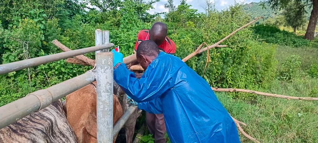FAOUganda's tweet image. Transboundary animal diseases like #FMD, #PPR continue to blight #livestock productivity in #Karamoja.
  
With @EUinUG's support, together with @MAAIF_Uganda &amp;amp; Karamoja's 9 #DLGs, we're testing for these diseases to evaluate the level of burden. Findings to inform interventions.