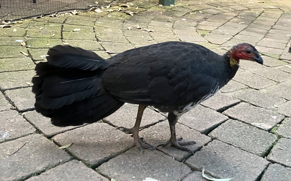 オーストラリアのそのへんにいる鳥。 オーストラリアクロトキ