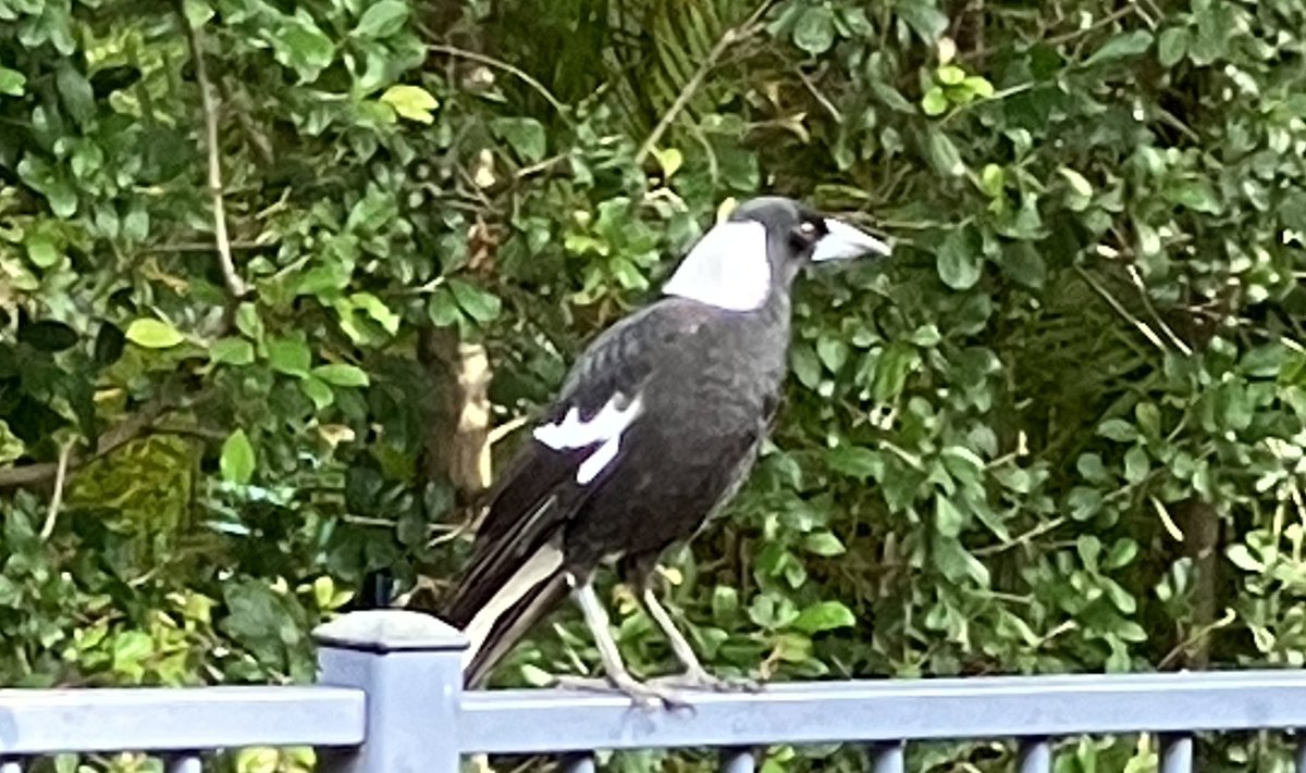 オーストラリアのそのへんにいる鳥。 オーストラリアクロトキ
