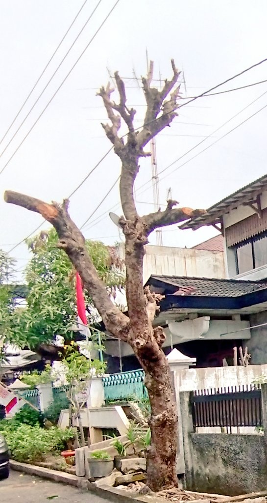 kalau dirabas panas, kalau gak daun keringnya banyak, kalau di tebang kok teman dari kecil #pohonjamblang
