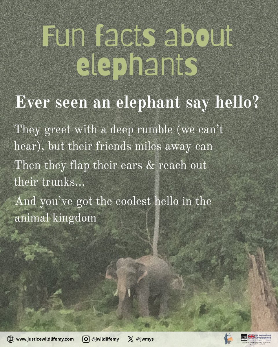 jwmys's tweet photo. Today we honour the gentle giants that keep the wild alive. 🐘💚
But every day should be World Elephant Day.

Check out our IG posts for more fun facts about these gentle giants:
https://t.co/ntvkzI7GZm

📸Photograph credit: Nur Atiqah Hanis (JWM) https://t.co/GmGcwMqESt