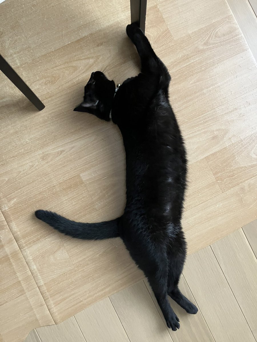 「猫背」だなんて失礼にゃ😤
 #ねこ #猫好きさんと繋がりたい
 #保護猫 #黒猫 #ねこかわいいね