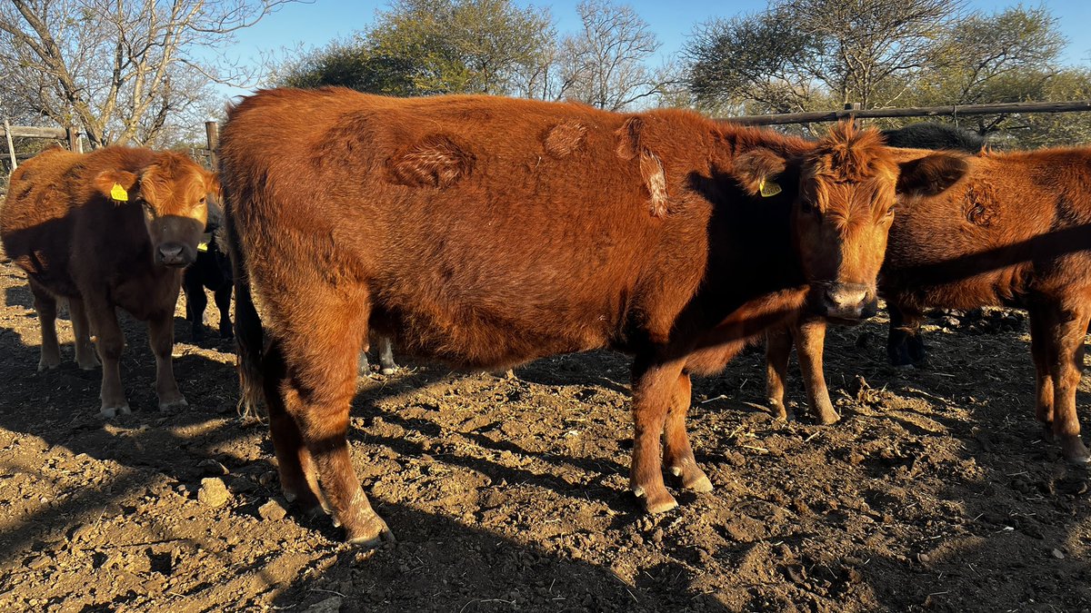 MeatmasterBW's tweet photo. This girl is about to drop a calf. Am secretly hoping the calf comes black like the sire bull we used (NS). She has matured quite well and yesterday we got a chance to weigh her together with the about to be weaned calves. She is doing just fine for a new mother to be. https://t.co/xjgIC5C2Cy
