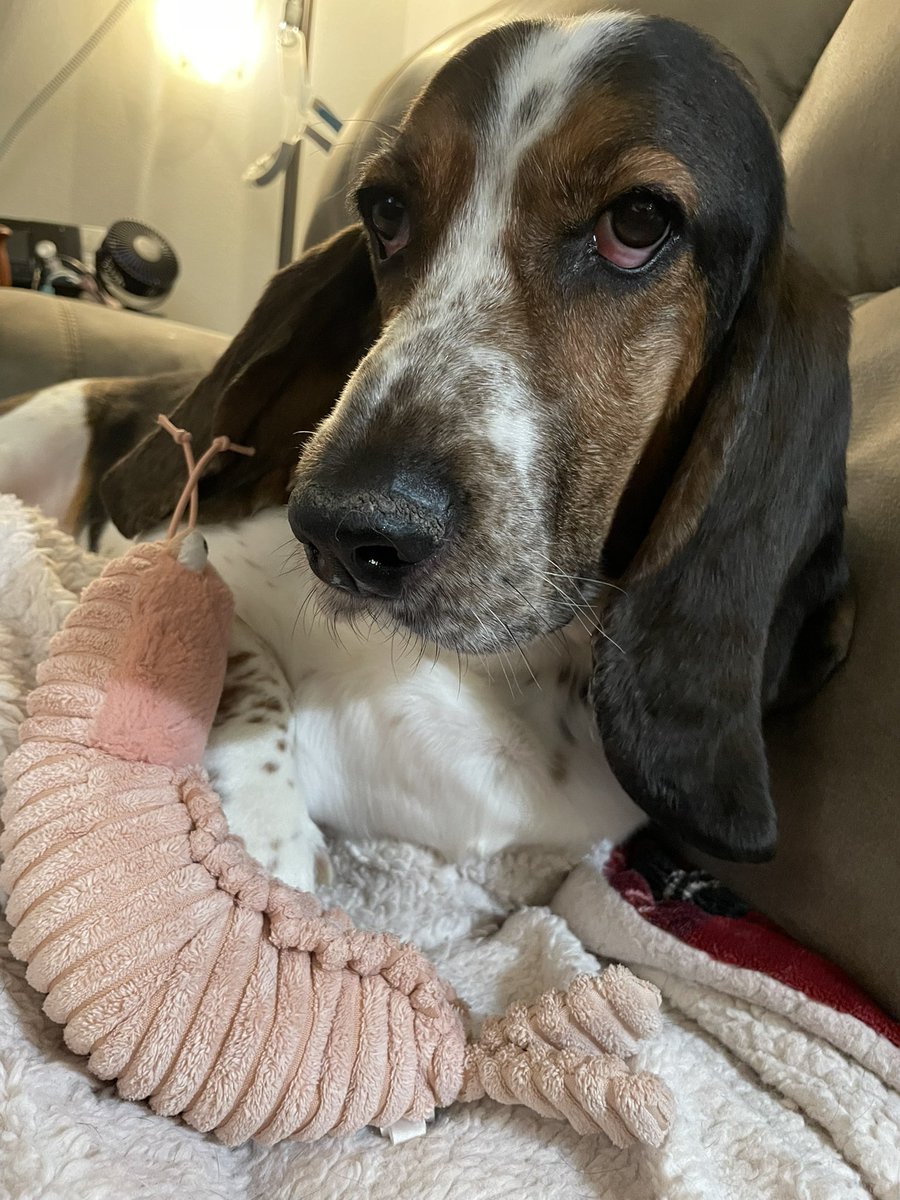 Hihihi. Kid says smol crisis is over. Blood pressure is back up. Terence Shramp is returned to BabyKarls. One million kissies delivered.