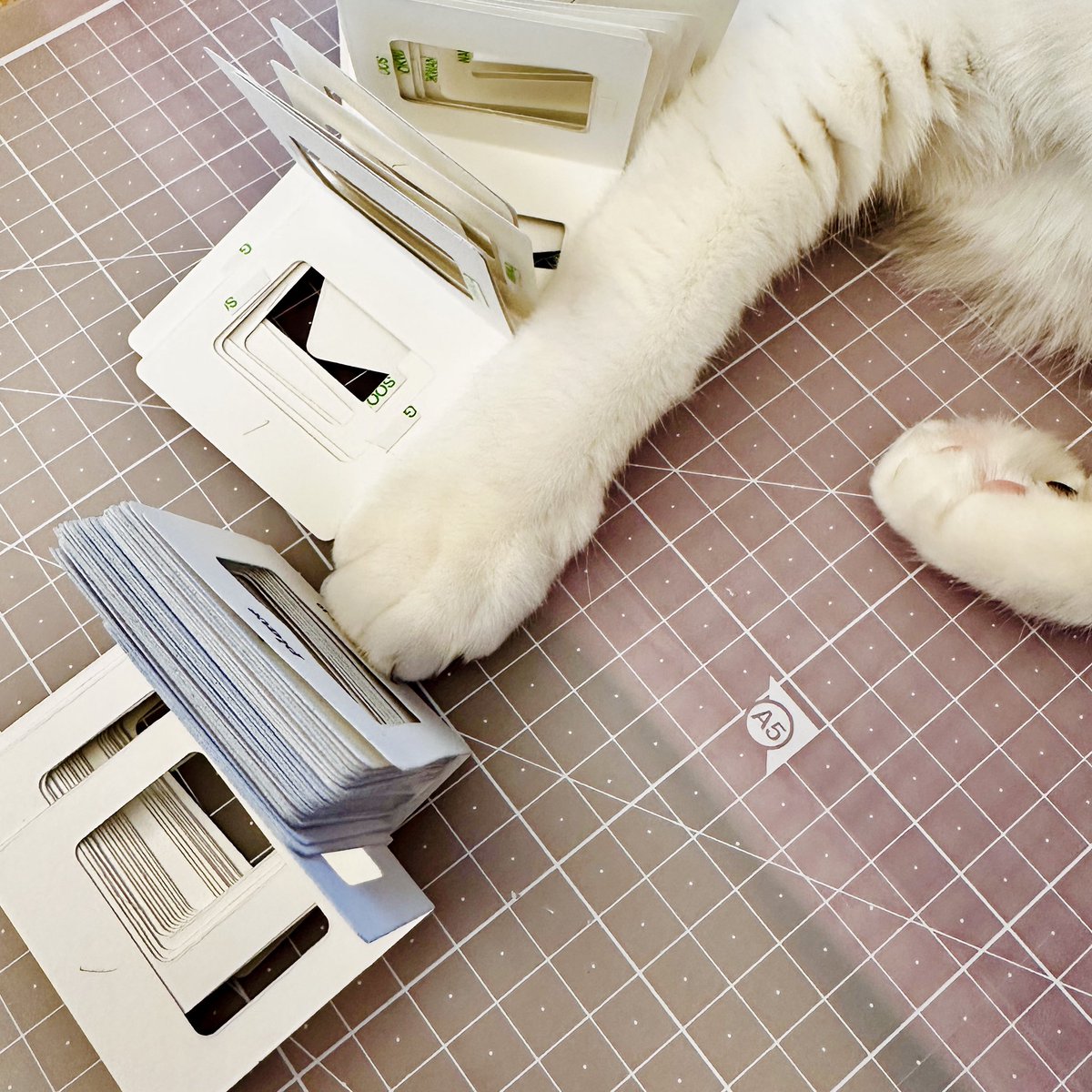 PARKDONGBOOK's tweet photo. 우리집에는 16살 먹은 프로 방해꾼이 있어요🐱 https://t.co/JTDkgJpLTC