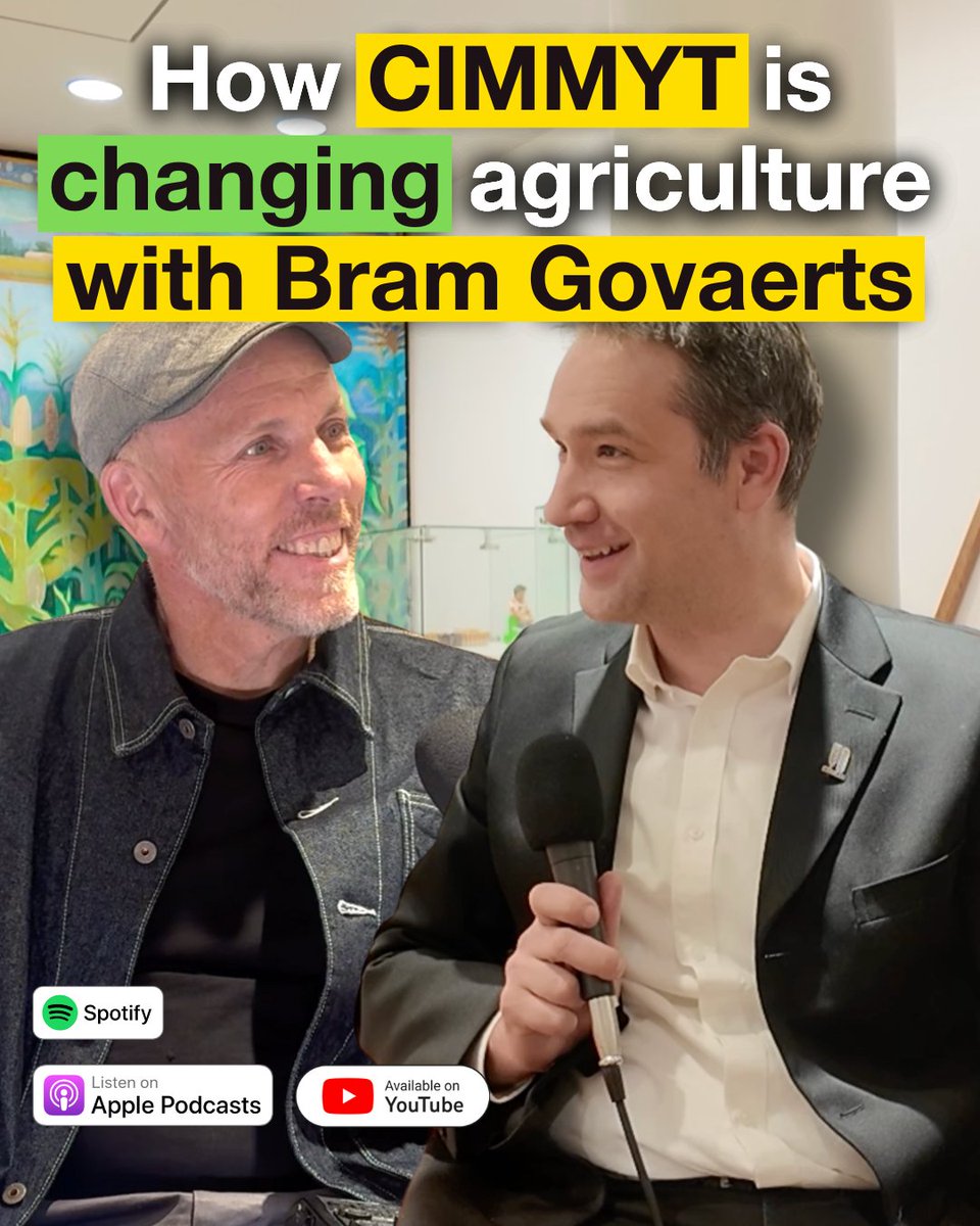 paulnewnham's tweet photo. Had an inspiring chat with Bram Govaerts from @CIMMYT  about transforming global agriculture 🌾 They refuse to release wheat unless it's high in zinc, their drought-tolerant maize delivers 40-200% higher yields across Africa, and they're building feedback loops to avoid past mistakes. #FutureFork #AgTech