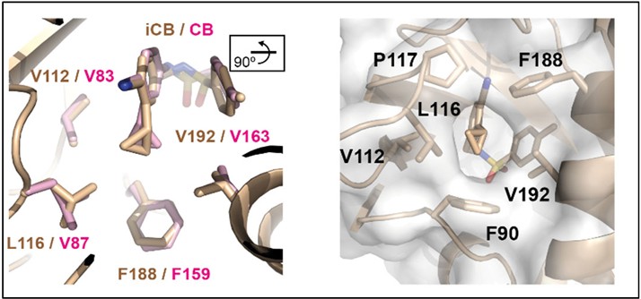 #IQFPaper Structural insight into ABA receptor agonists reveals critical features to optimize and design a broad-spectrum activator of ABA signaling. Published in Molecular Plant

Collaboration with <a href="/IBMCP/">IBMCP - Instituto de Biología Molecular y Celular</a> <a href="/ciqususc/">CiQUS</a> #universityoftartu

bit.ly/4mv8YDH