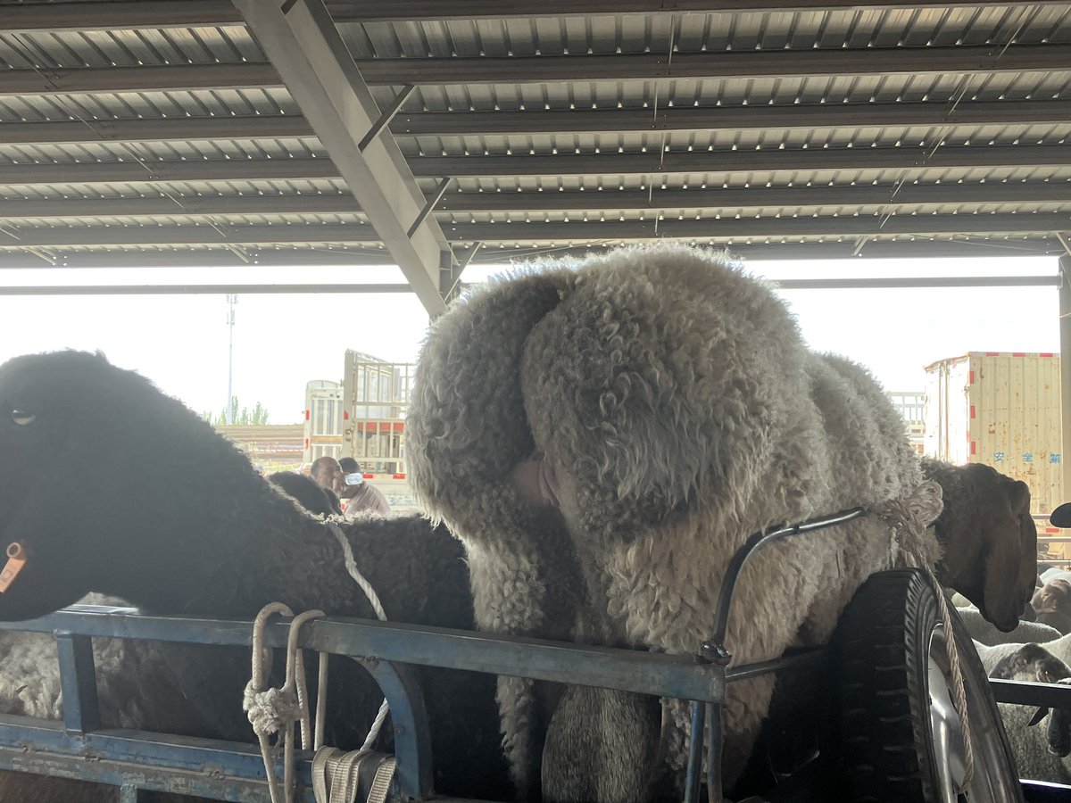traventure_80's tweet photo. カシュガルの動物バザール。
毎週日曜のみ開かれて家畜が取引される。熱気と獣臭がすごい。
ウンコを踏まずに避け続けるのは至難の業。 https://t.co/1tFE1Lnk6B