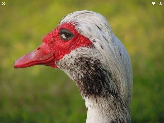 anime                                  real life

ผมจะไม่โดนอะไรใช่ไหมครับ 🤣