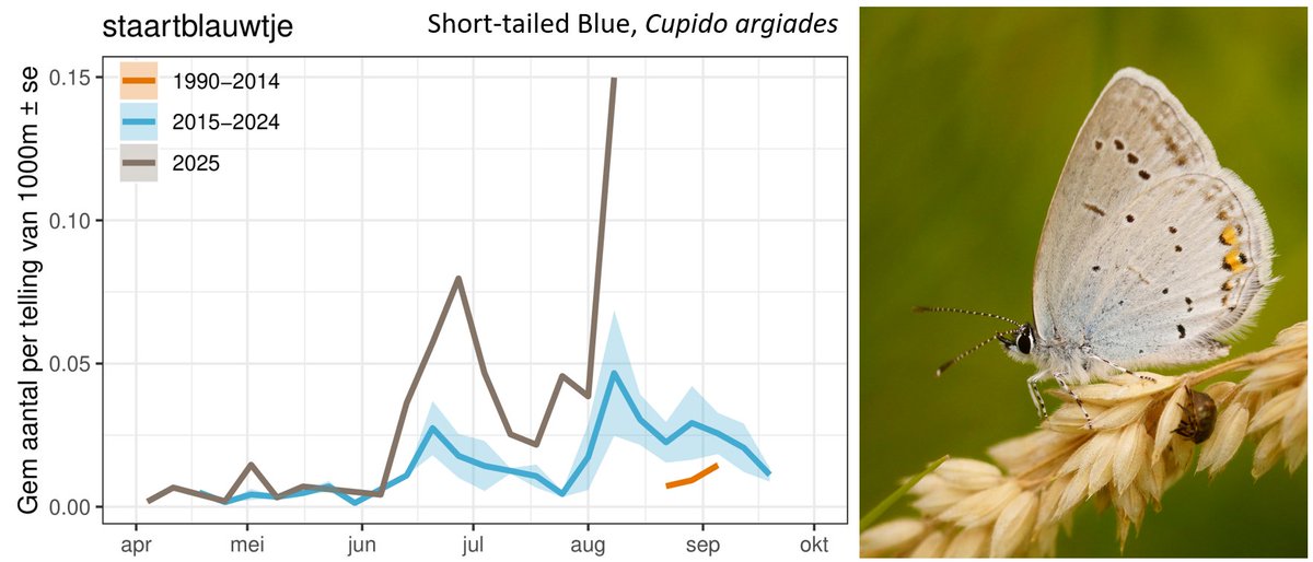As a true climate opportunist the Short-tailed Blue (C argiades, staartblauwtje), which arrived in NL in 2009, profits from hot and dry summers caused by climate change. Numbers on Dutch Butterfly Monitoring transects now higher than ever.