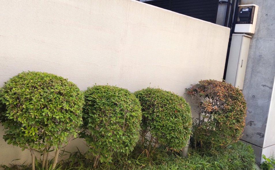 chie_FX's tweet image. この画像を見れば一目瞭然
スマートメーターに一番近い植木が枯れてる
これが人間でいうところの
ターボ老化、ターボ癌