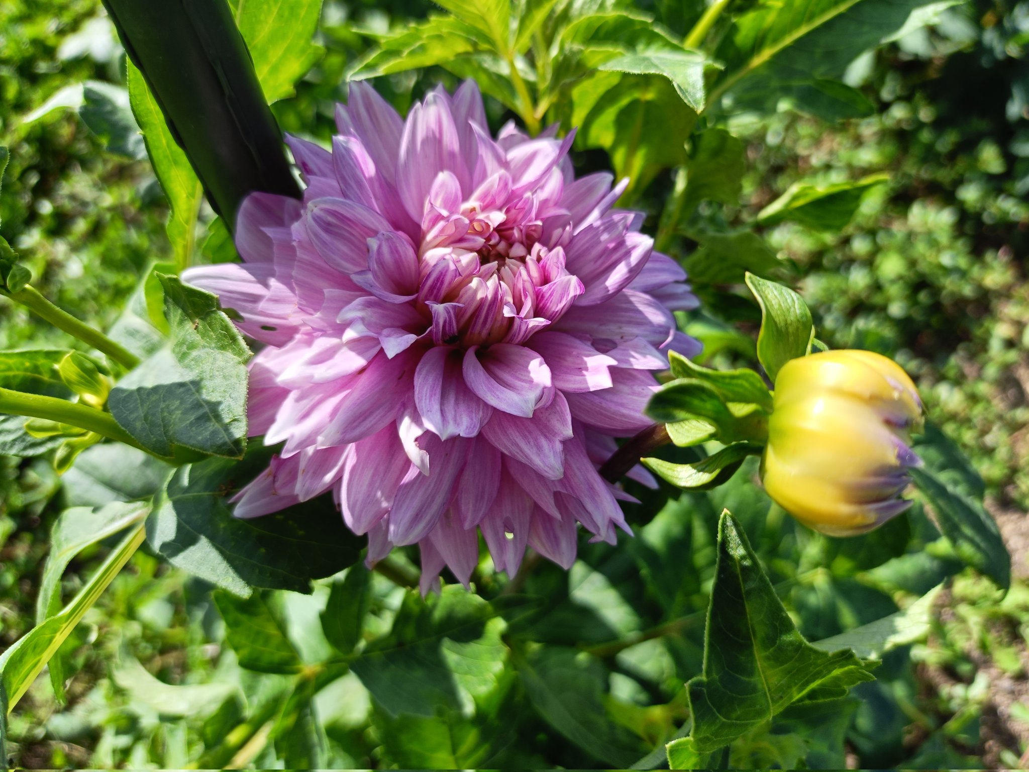 BLT竹富聖花ポラロイド＆写真懸賞品 京都・平安一水作 京8号 赤糸(茜糸)極上総裏 国宝 竹雀兜飾り(竹