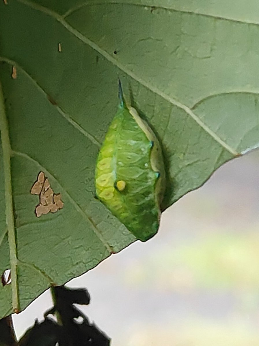 カエル、、、みたいな何か