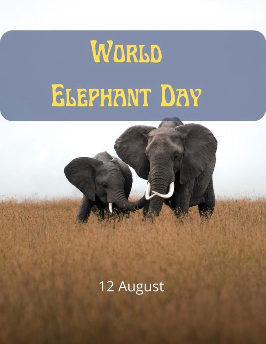 New Delhi Nature Society (@ndns_hq) on Twitter photo Save the majestic animal before they become history.
<a href="/BhavreenMK/">Bhavreen Kandhari</a> <a href="/Warriormomsin/">Warrior Moms</a> <a href="/peopleforanima7/">peopleforanimalsTN</a> <a href="/DelhiTreesSOS/">DelhiTreesSOS</a> <a href="/TreesDelhi/">TreesOfDelhi</a>
#saveanimal #saveenvironment #saveelephants #savenature Save the majestic animal before they become history.
<a href="/BhavreenMK/">Bhavreen Kandhari</a> <a href="/Warriormomsin/">Warrior Moms</a> <a href="/peopleforanima7/">peopleforanimalsTN</a> <a href="/DelhiTreesSOS/">DelhiTreesSOS</a> <a href="/TreesDelhi/">TreesOfDelhi</a>
#saveanimal #saveenvironment #saveelephants #savenature